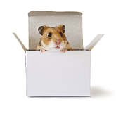 Hamster thinking inside the box